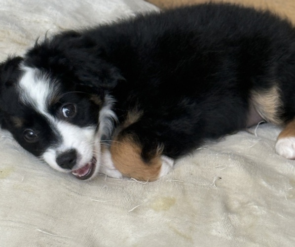 Medium Photo #5 Miniature Australian Shepherd Puppy For Sale in FORT MYERS, FL, USA