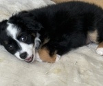 Small #4 Miniature Australian Shepherd
