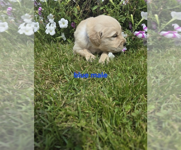 Medium Photo #5 Golden Retriever Puppy For Sale in OIL CITY, PA, USA