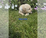 Small #4 Golden Retriever