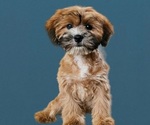 Small Photo #14 Cock-A-Tzu Puppy For Sale in SAN DIEGO, CA, USA
