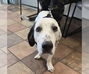 Basset Hound-Unknown Mix Dogs for adoption in Fort Collins, CO, USA