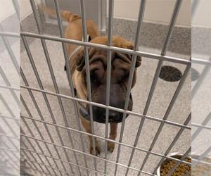 Chinese Shar-Pei Dogs for adoption in Houston, TX, USA