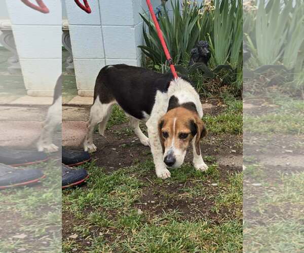 Medium Photo #6 Beagle Puppy For Sale in Rustburg, VA, USA