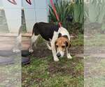 Small #5 Beagle