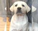 Puppy Snow white Labrador Retriever