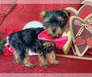 Yorkshire Terrier Puppy for sale in LANCASTER, PA, USA