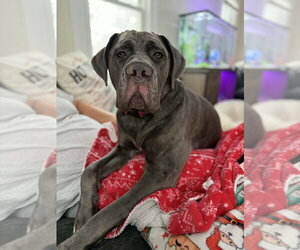 Hendrix (NY) - Male Mutt Dog for Adoption - Photo #8