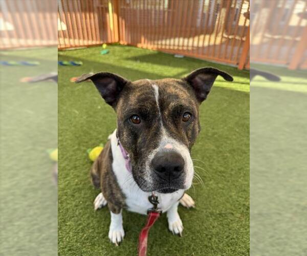 Medium Photo #1 Mutt Puppy For Sale in Las Vegas, NV, USA