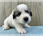 Puppy Marshal Great Pyrenees