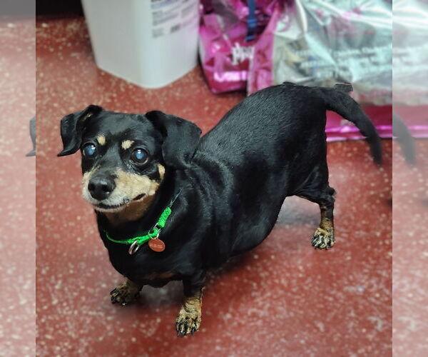 Medium Photo #13 Dachshund-Unknown Mix Puppy For Sale in Fargo, ND, USA