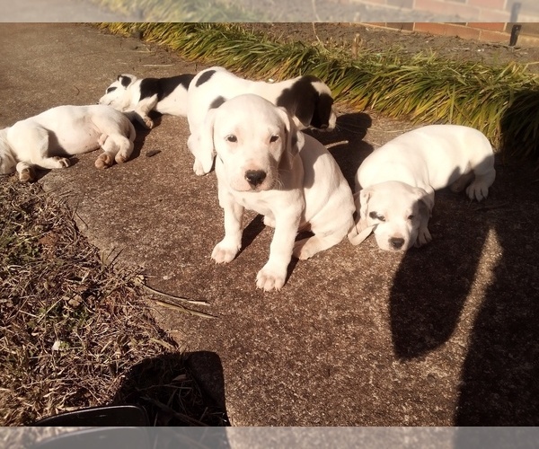 Medium Photo #112 American Pit Bull Terrier-Labrador Retriever Mix Puppy For Sale in MOORESBORO, NC, USA