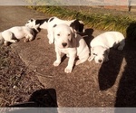 Small Photo #112 American Pit Bull Terrier-Labrador Retriever Mix Puppy For Sale in MOORESBORO, NC, USA