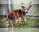 TIGER LILY - Female Chihuahua-Unknown Mix Dog for Adoption - Small photo