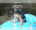Small #5 German Shepherd Dog