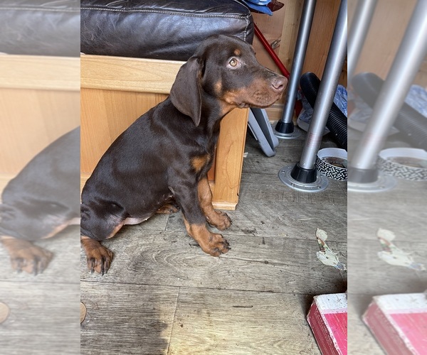 Medium Photo #4 Doberman Pinscher Puppy For Sale in ULYSSES, PA, USA