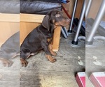 Small #3 Doberman Pinscher