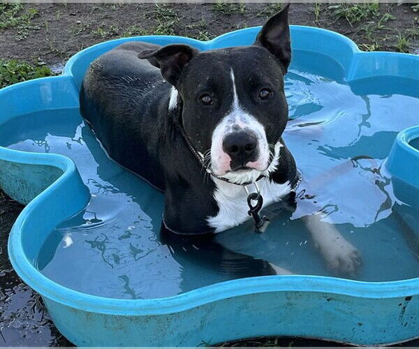 Medium Photo #3 American Pit Bull Terrier Puppy For Sale in Ocala, FL, USA