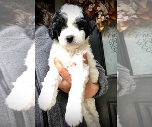 Goldendoodle-Poodle (Miniature) Mix Puppy for sale in WOODLAND, WA, USA
