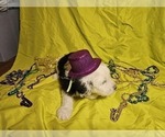 Small Photo #15 Sheepadoodle Puppy For Sale in THORNDALE, TX, USA
