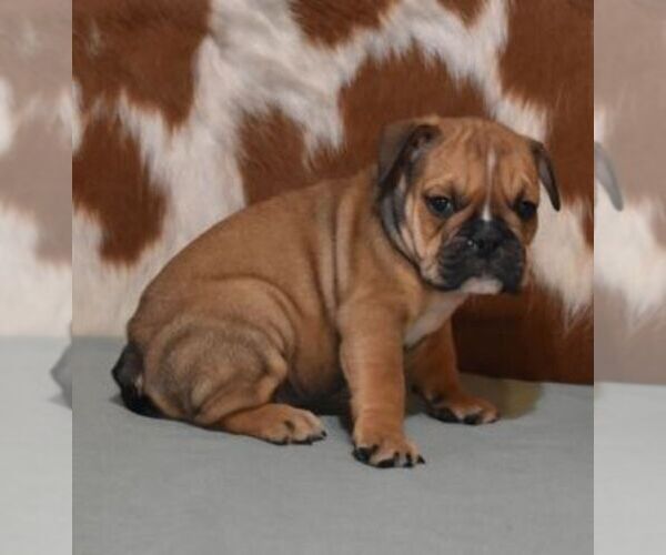 Medium Photo #3 English Bulldog Puppy For Sale in MARSHFIELD, MO, USA