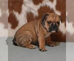 Small #2 English Bulldog