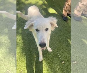 Great Pyrenees-Unknown Mix Dogs for adoption in Hilton Head, SC, USA