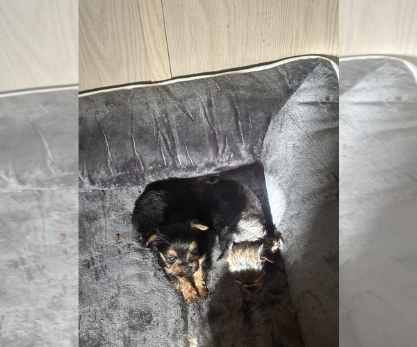 Medium Photo #10 Yorkshire Terrier Puppy For Sale in DENHAM SPRINGS, LA, USA