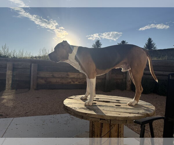 Medium Photo #3 Mutt Puppy For Sale in Fort Collins, CO, USA