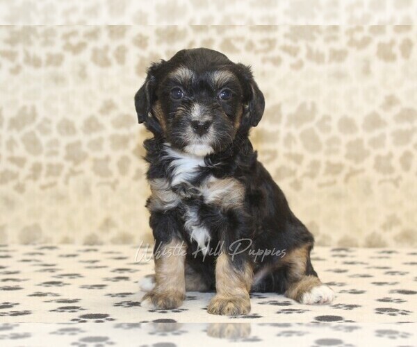 Medium Photo #3 Miniature Bernedoodle Puppy For Sale in DENVER, PA, USA