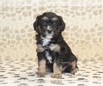 Small #2 Miniature Bernedoodle