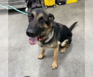 German Shepherd Dog Dogs for adoption in Forestville, MD, USA