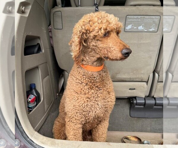 Medium Photo #1 Poodle (Standard) Puppy For Sale in GREENCASTLE, PA, USA