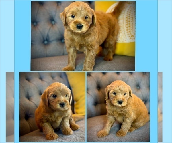 Medium Photo #2 Goldendoodle (Miniature) Puppy For Sale in SAINT JAMES, MO, USA