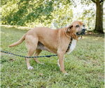 Small Photo #4 Basset Hound-Redbone Coonhound Mix Puppy For Sale in Attalka, AL, USA