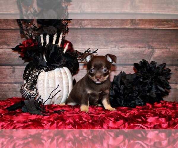 Medium Photo #9 Chihuahua Puppy For Sale in CHARLESTON, AR, USA