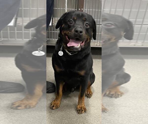 Medium Photo #1 Rottweiler Puppy For Sale in Forestville, MD, USA
