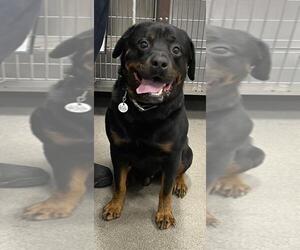 Rottweiler Dogs for adoption in Forestville, MD, USA