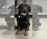 Small Rottweiler