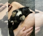 Small #2 Miniature Australian Shepherd