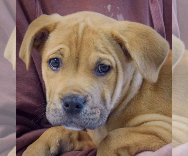 Medium Photo #6 Mastiff-Unknown Mix Puppy For Sale in Huntley, IL, USA
