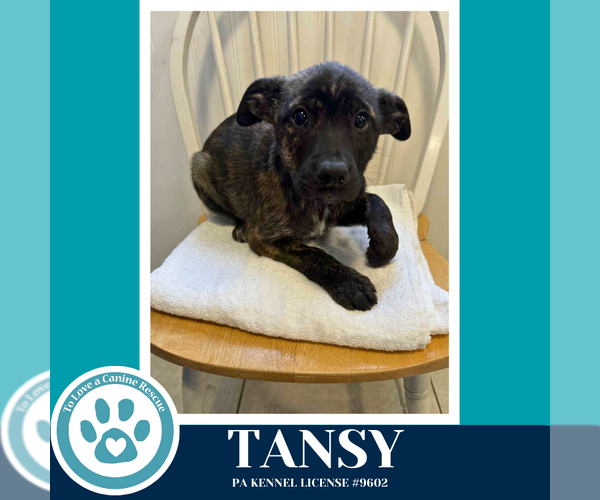 Medium Photo #4 Border Collie-Unknown Mix Puppy For Sale in Kimberton, PA, USA