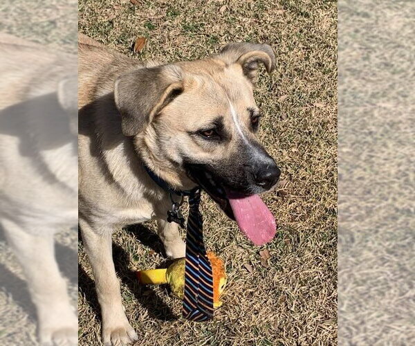 Medium Photo #3 Black Mouth Cur-Labrador Retriever Mix Puppy For Sale in Alexander, AR, USA