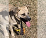 Small #2 Black Mouth Cur-Labrador Retriever Mix