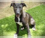 Small #1 American Staffordshire Terrier-German Shepherd Dog Mix