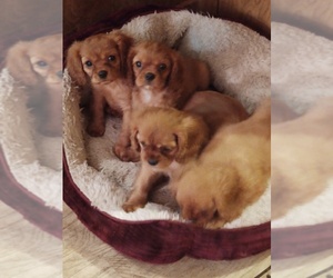 Cavalier King Charles Spaniel Puppy for sale in PORT ORCHARD, WA, USA