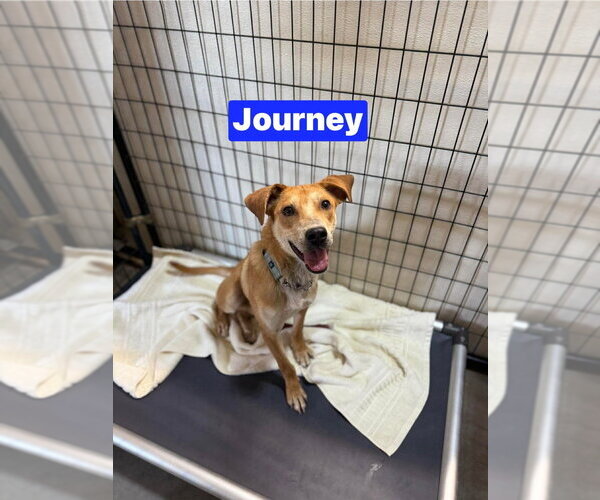Medium Photo #2 Mutt Puppy For Sale in Foristell, MO, USA