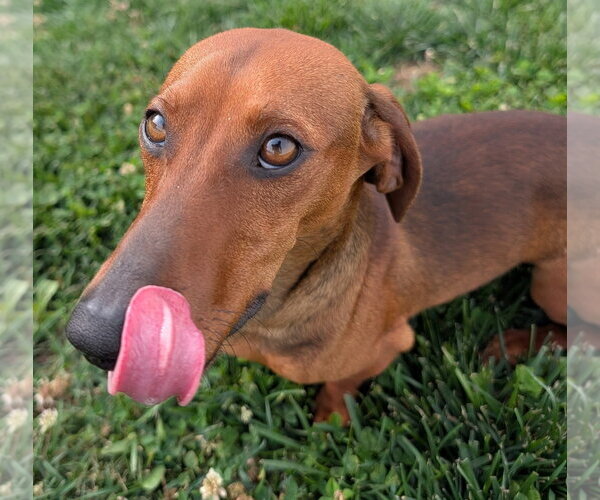 Medium Photo #5 Dachshund Puppy For Sale in Shelbyville, TN, USA