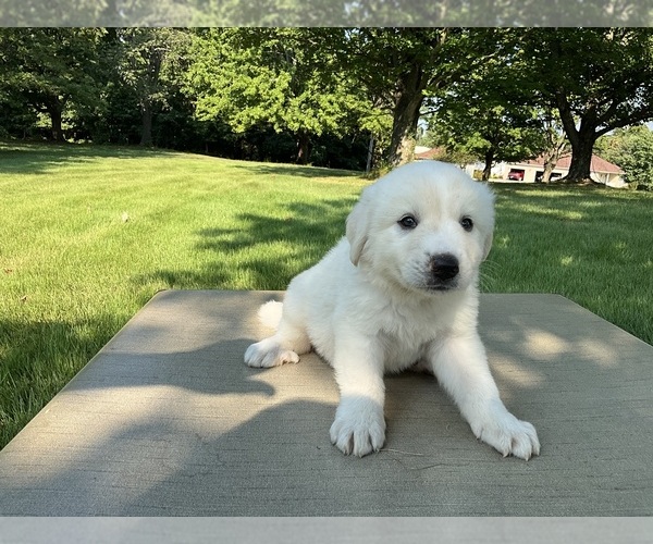 Medium Photo #7 Great Pyrenees Puppy For Sale in MOUNT VERNON, IL, USA