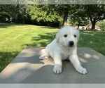 Small #6 Great Pyrenees